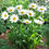 Thumbnail: Coconut & Shasta Daisy