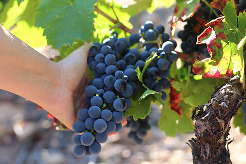 Cuatro Pasos (Mejores vinos del Bierzo) - GastroMadrid (14).JPG.jpg