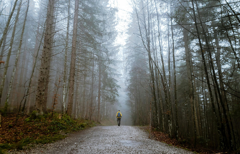 Person with yellow jacket walking on a foggy forest path, surrounded by tall trees. The mood is serene and mysterious.