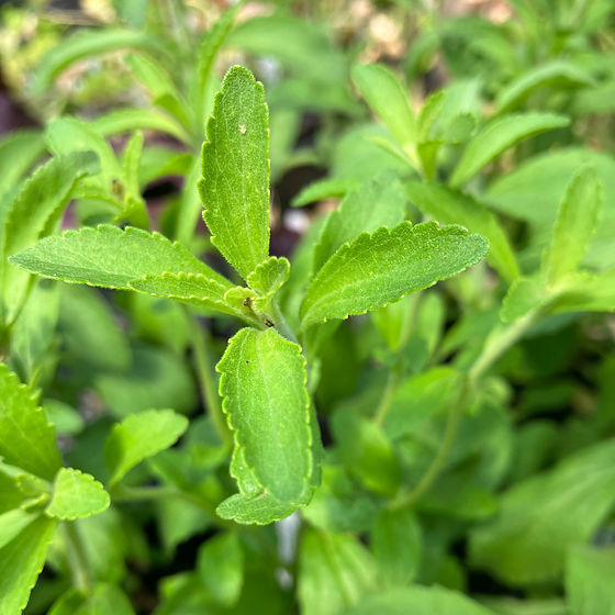 Stevia - Herb Seeds | The Thyme Garden