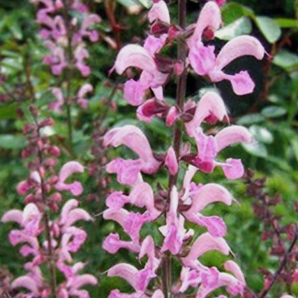 Sage, Rose Rhapsody - Herb Seeds | The Thyme Garden