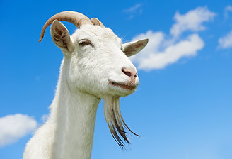 AdobeStock_42390200.jpg