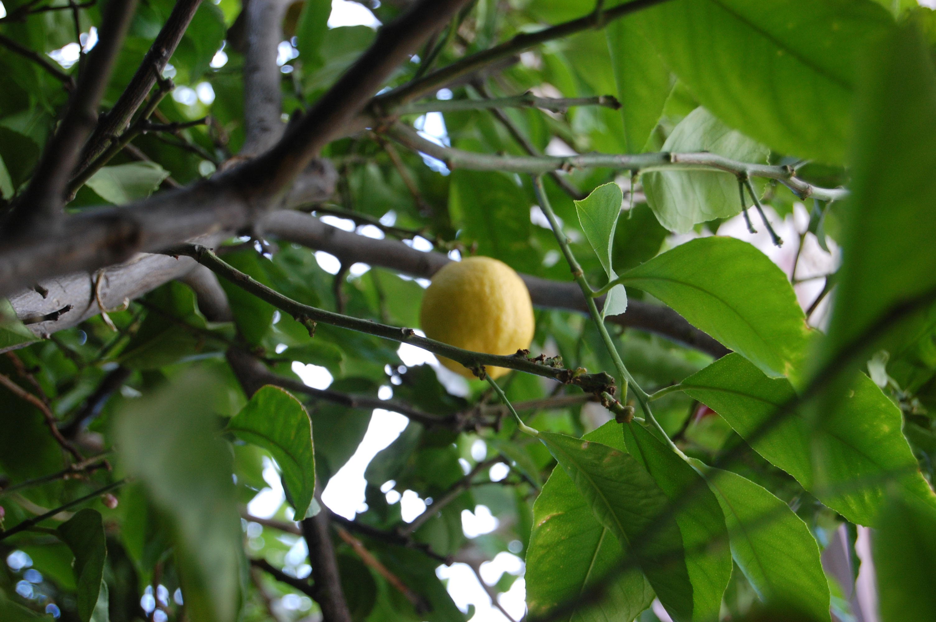 Lemon's for your drinks