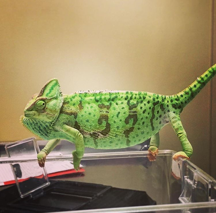 chameleon