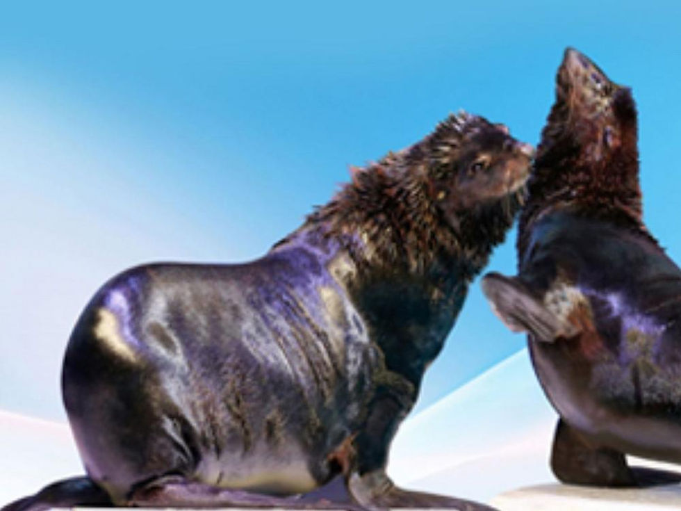 Miniatura: Dubai Dolphinarium VIP Dolphin & Seal Show Family Experience Gift Voucher
