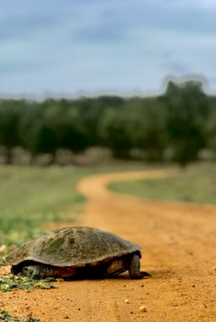 TurtleTrack.jpeg