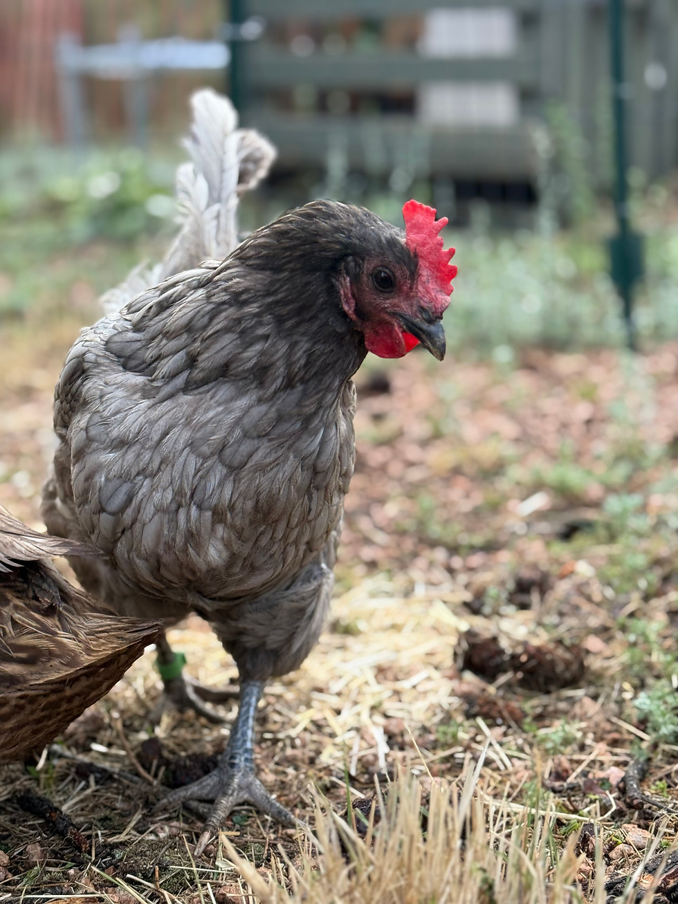 Thumbnail: Sponsor Stevie Chicks