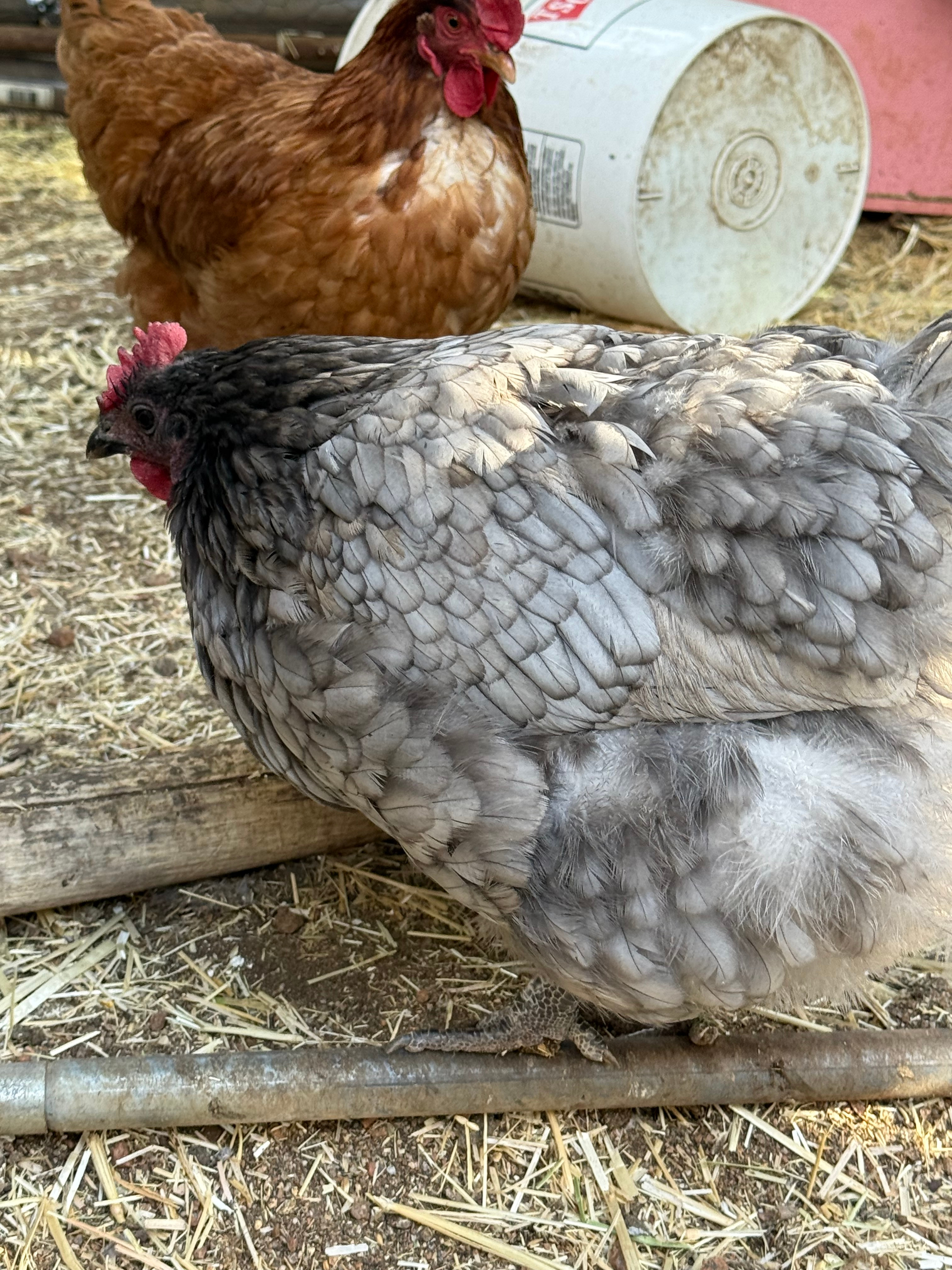 Sponsor Stevie Chicks