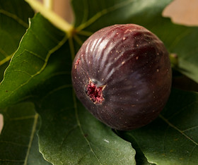いちじく 保有品種 Oro Rosato Fig (オロ ロサト イチジク)の特徴・味・耐寒性