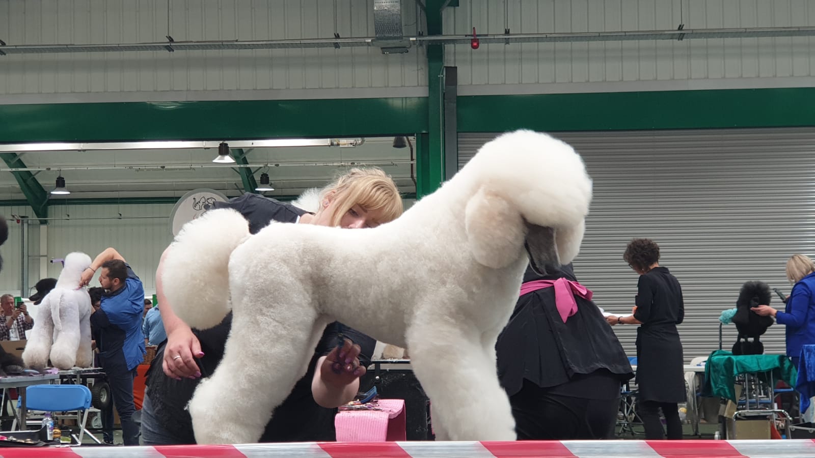 Emily's Dolly Dog Grooming