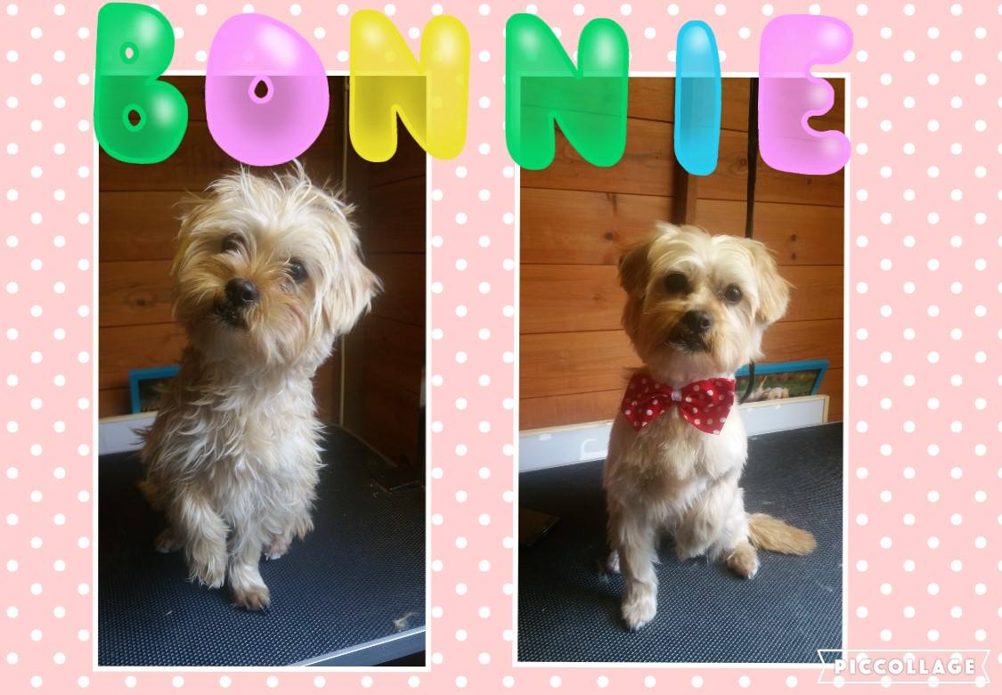 Emily's Dolly Dog Grooming