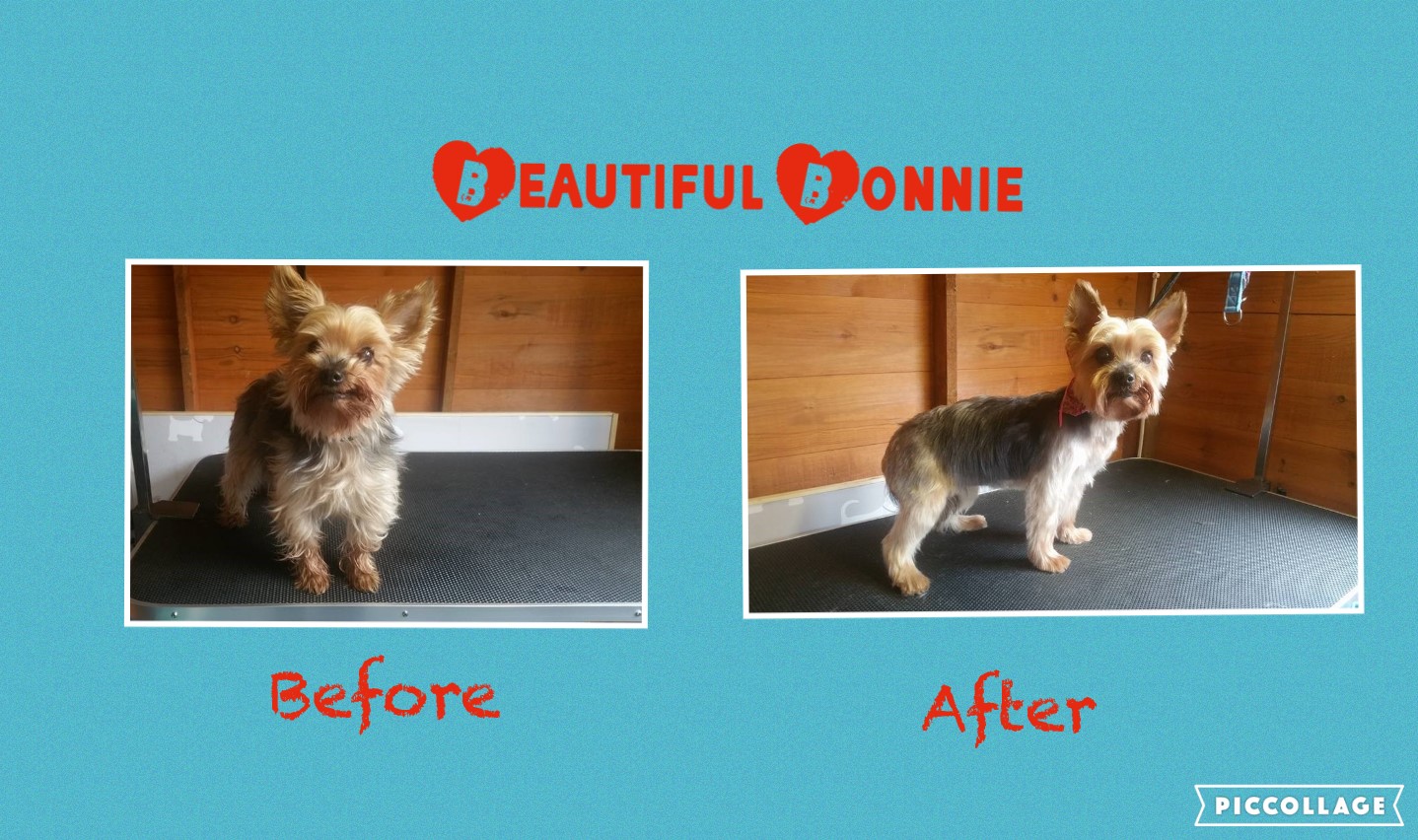 Emily's Dolly Dog Grooming