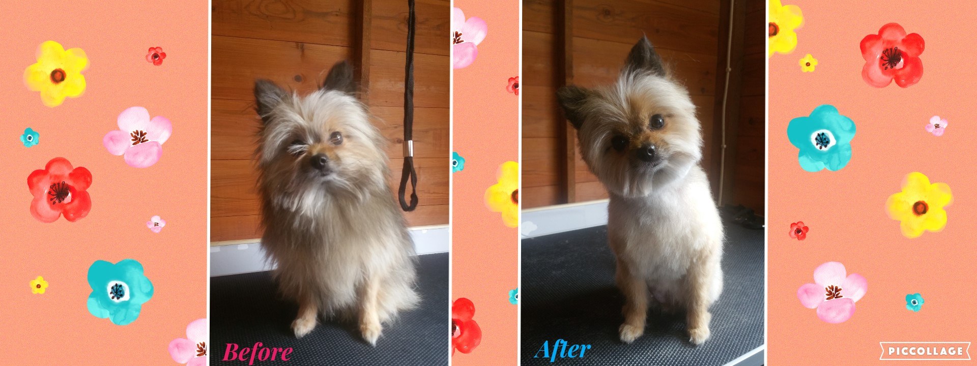 Emily's Dolly Dog Grooming