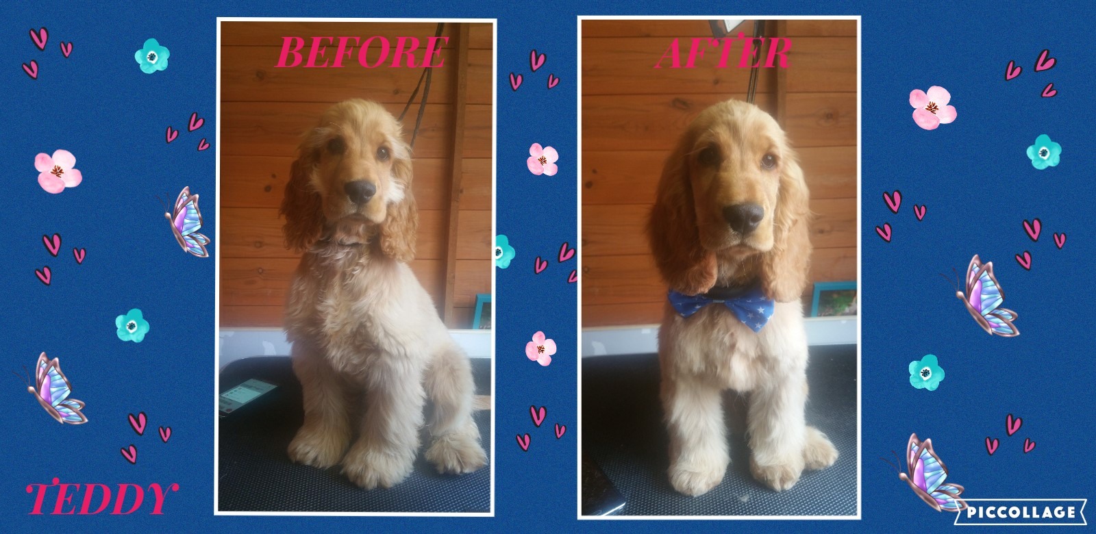 Emily's Dolly Dog Grooming