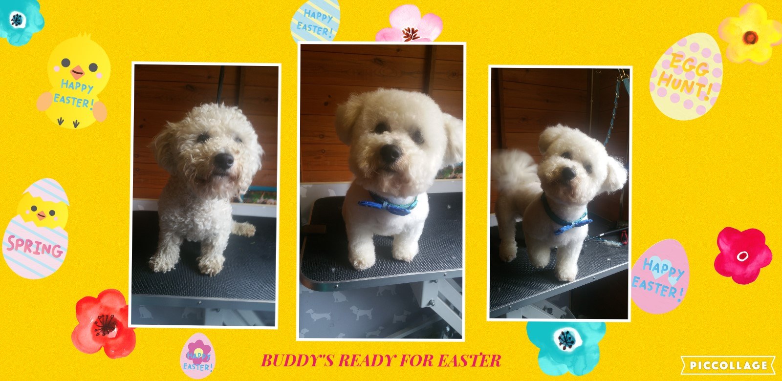 Emily's Dolly Dog Grooming