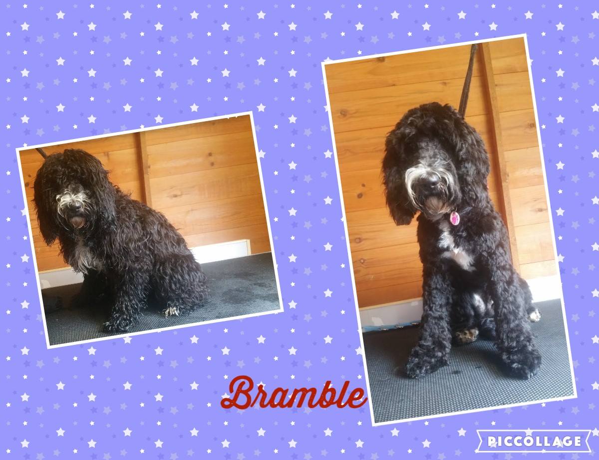 Emily's Dolly Dog Grooming