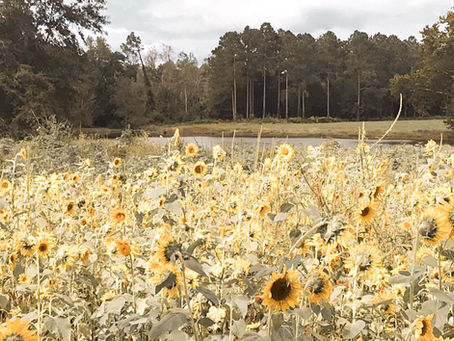 Summer Down South: The U-Pick Fields.