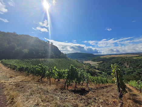 Weingut Felsenberghof Nahe Schlossböckelheim
