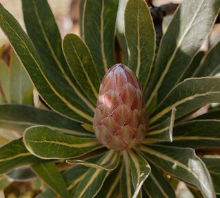 Pink Ice Proteas in South Arm