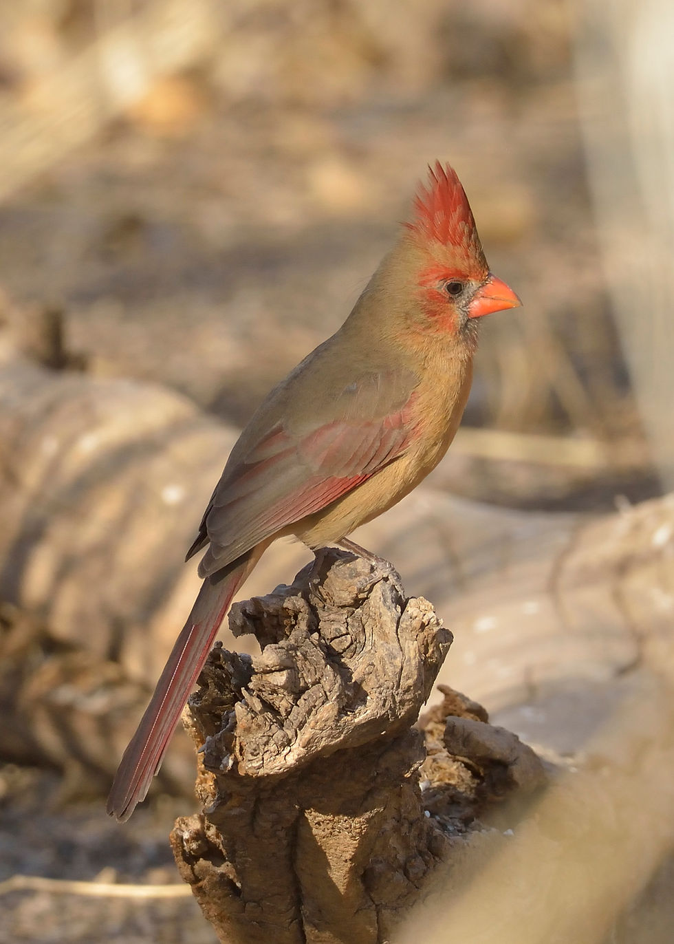 Thumbnail: Cardinals