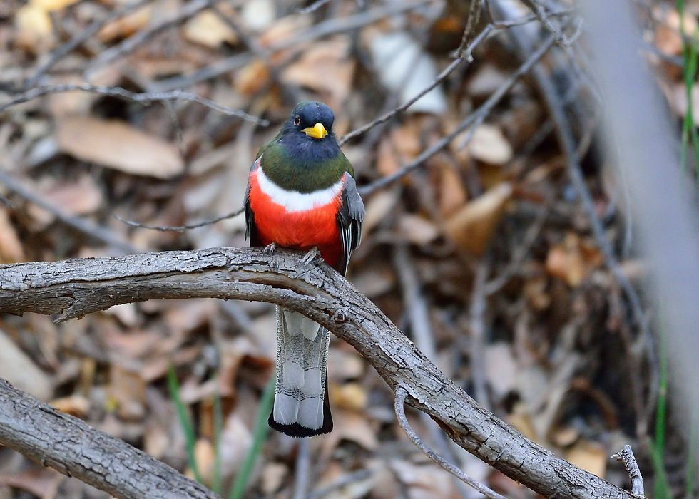 Thumbnail: Elegant Trogon