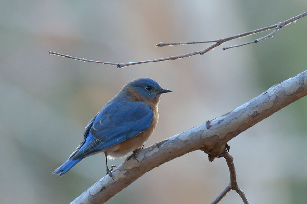 Thumbnail: Bluebirds