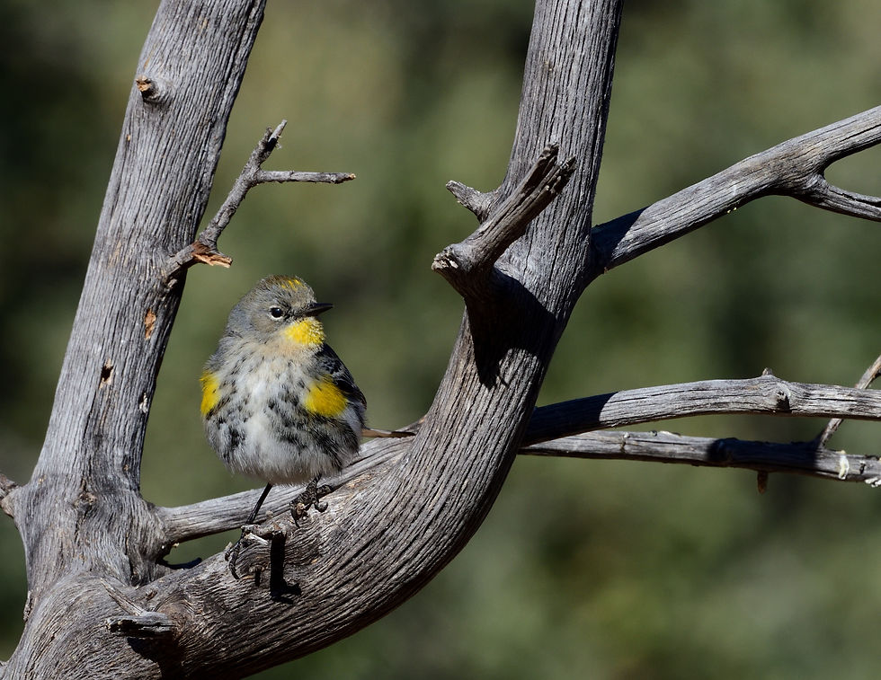 KLK_7677Yellow-rumped