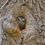 Thumbnail: Owls