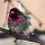 Thumbnail: Anna's Hummingbird
