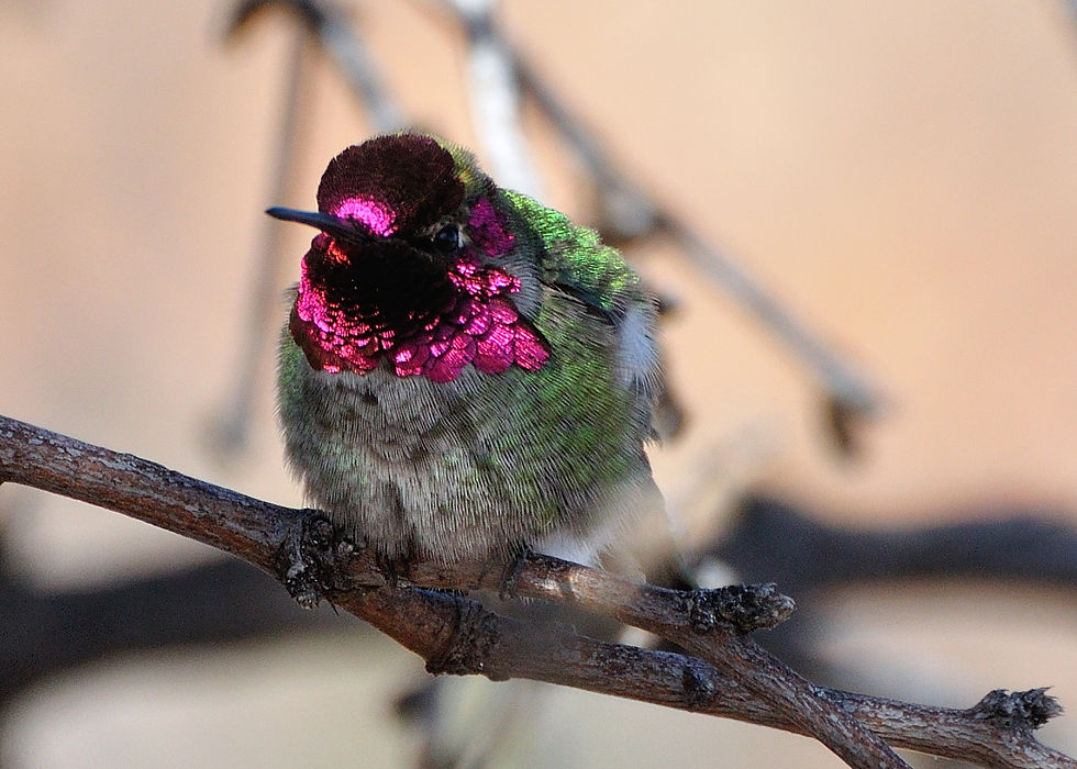 Thumbnail: Anna's Hummingbird