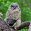 Thumbnail: Owls