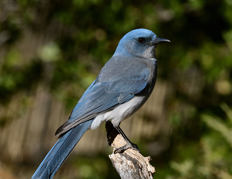 CNK_0738Mexican Jay