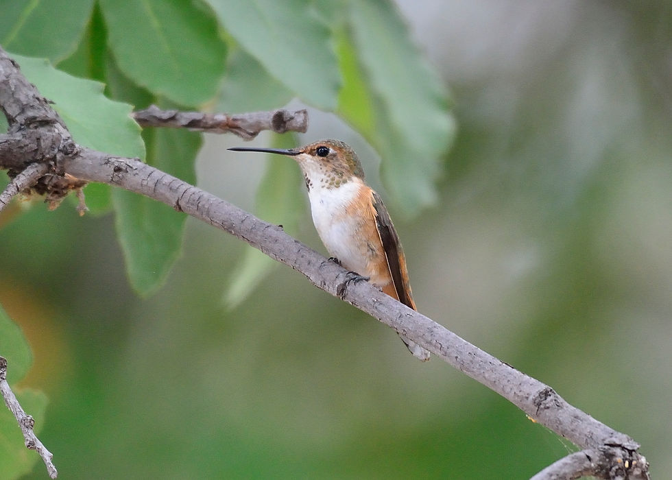 Thumbnail: Rufous Hummingbird