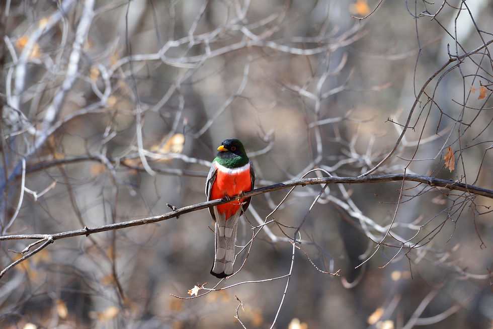 Thumbnail: Elegant Trogon