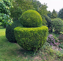 Topiary leylandii