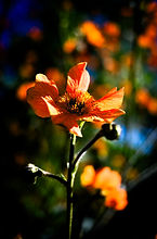 geum