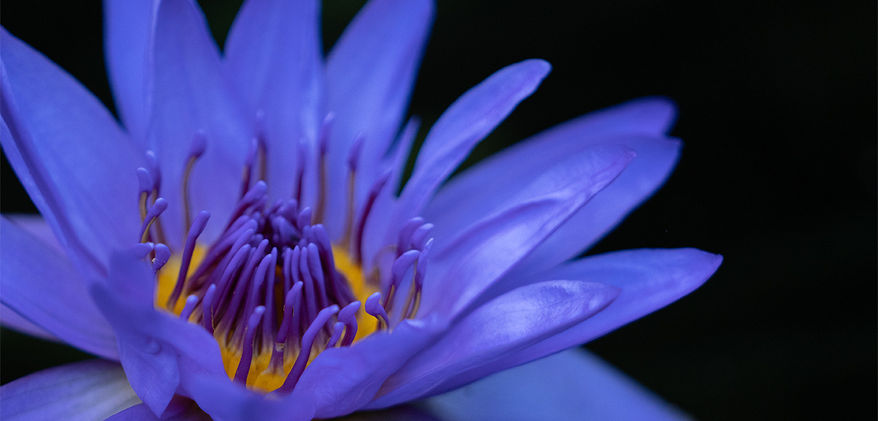 Lotus - Como Zoo, MN