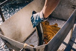 Форельная ферма в Хакасии