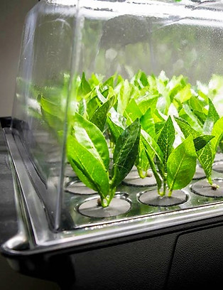 Hydroponie pour la propagation