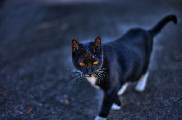 black-cat-211421_640.jpg