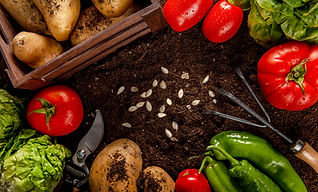 Vegetable Seeds