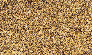 Rice Husk