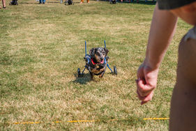 DREAM Howl2022. - Dachshund Dash-034.jpg