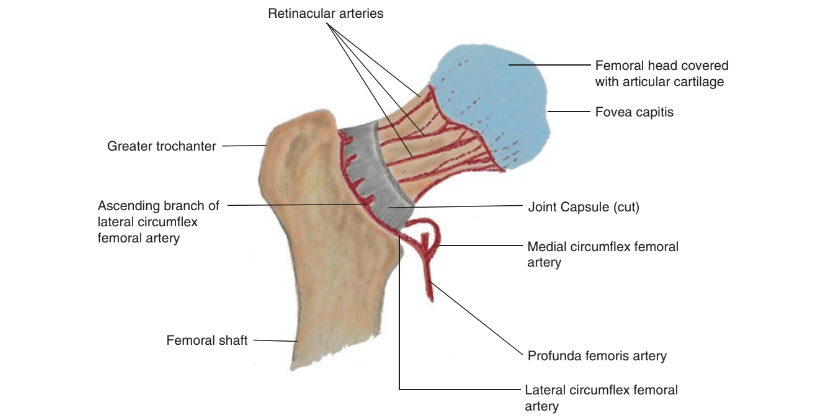 Integrative Pain Management for Avascular Necrosis | Acupuncture & Ayurveda