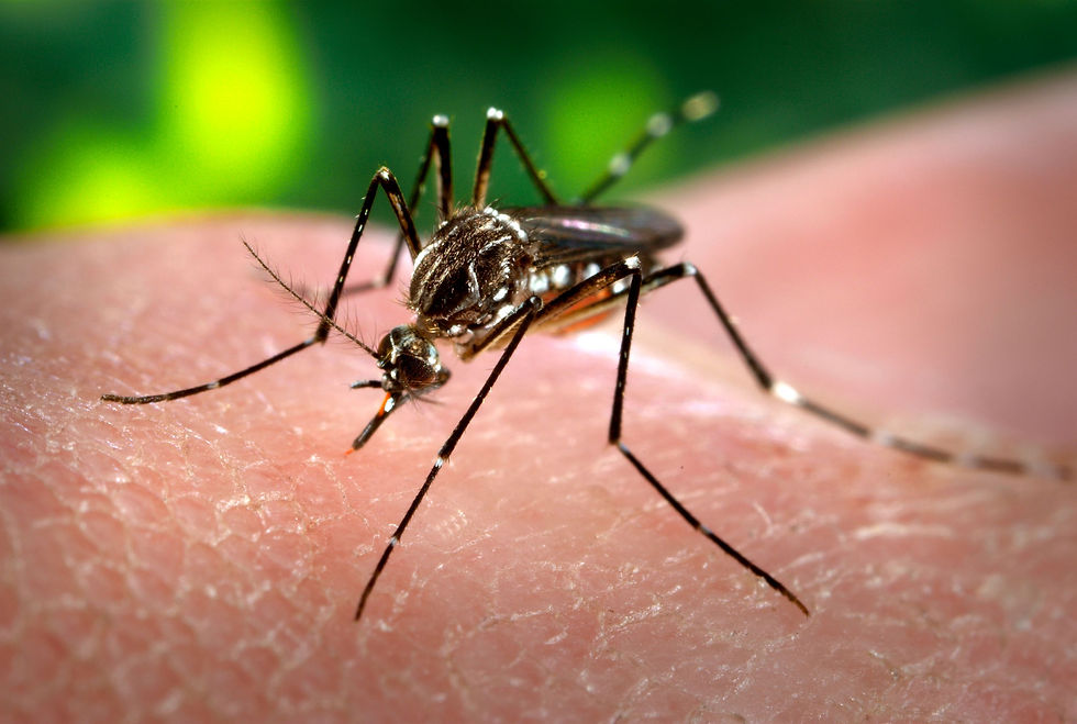 129500-dengue02.jpg