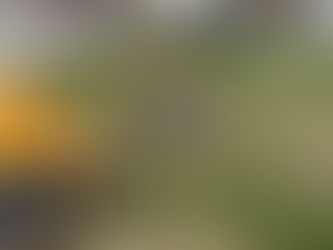 Chasing Roots in Torrington, CT: Another Stump Grinding Job Done Right