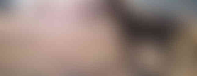 wild ponies of assateague horses