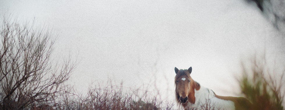 wild ponies of assateague horses
