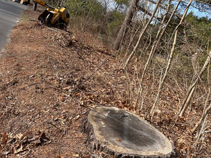 Stump Grinding Removal For Simsbury CT. Resident From Eversource Tree Removal