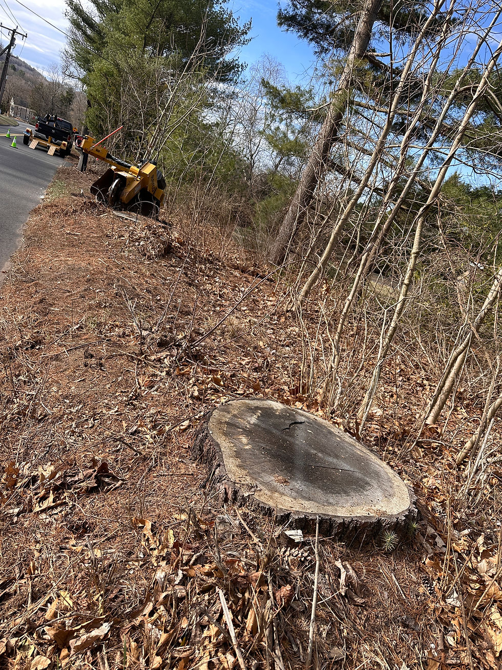 Stump Grinding Removal For Simsbury CT. Resident From Eversource Tree Removal